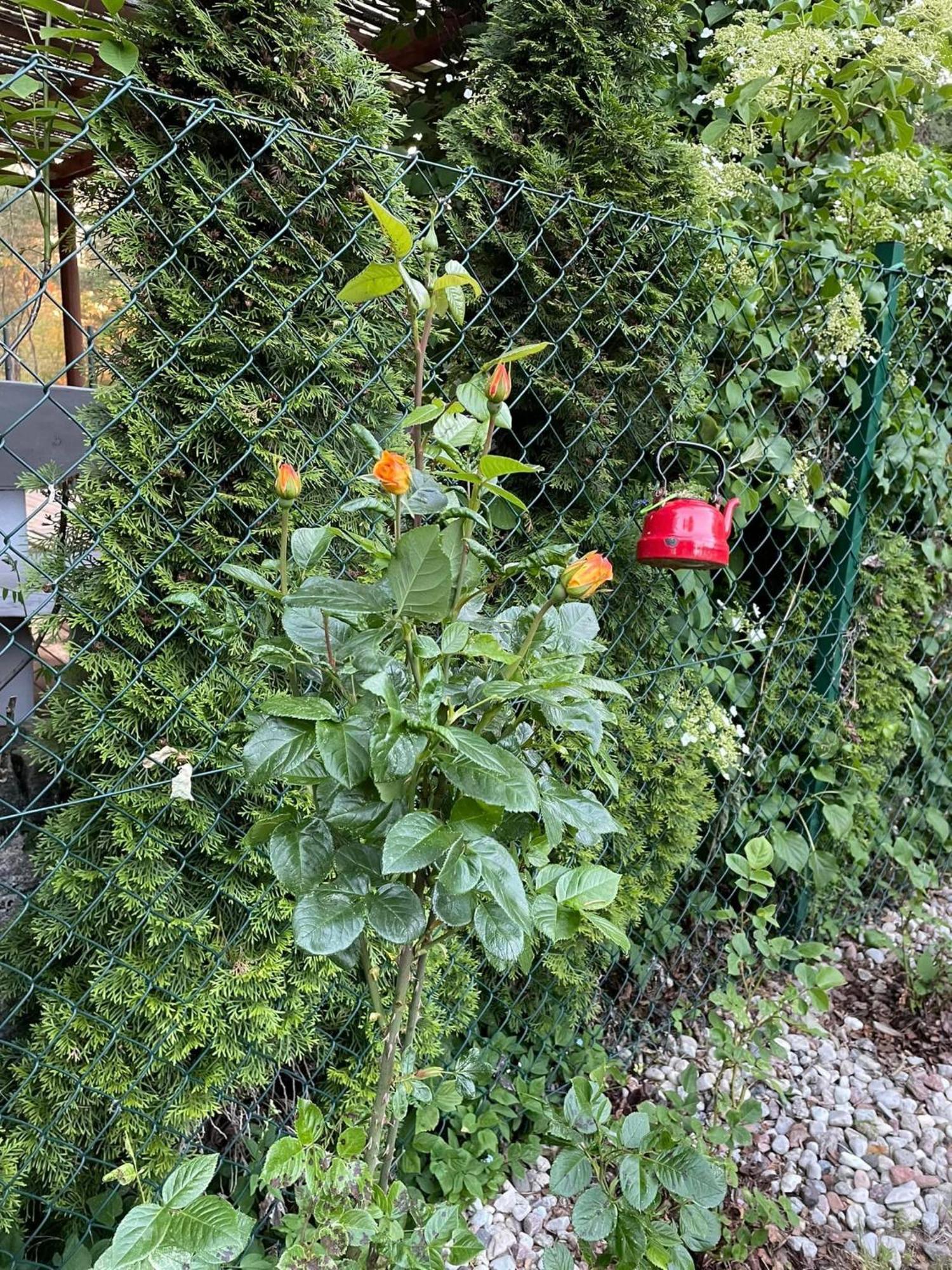 Wilkaski Zakatek Gizycko Bagian luar foto
